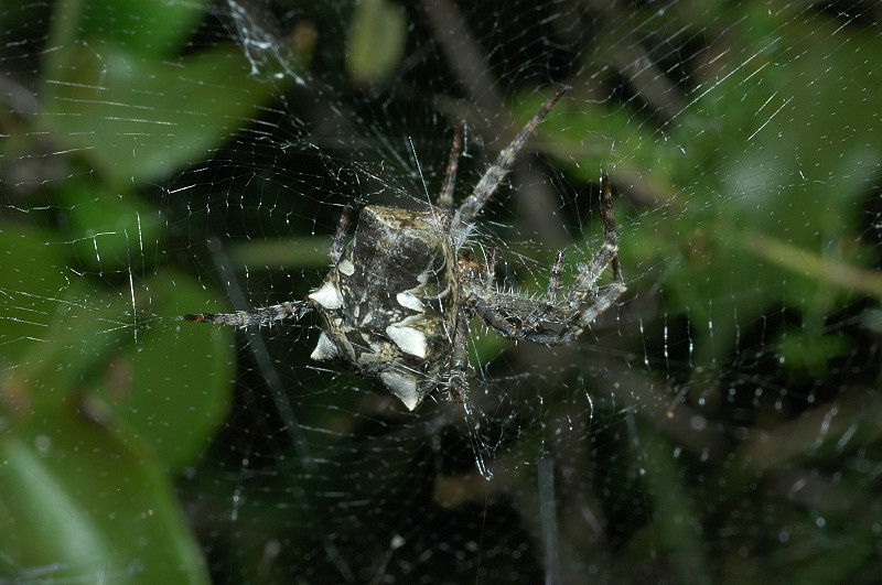 Ragno della Juve (Cyrtophora citricola)